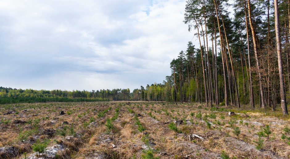 Fot. Shutterstock W lasach Podkarpacia trwa coroczne smarowanie sadzonek