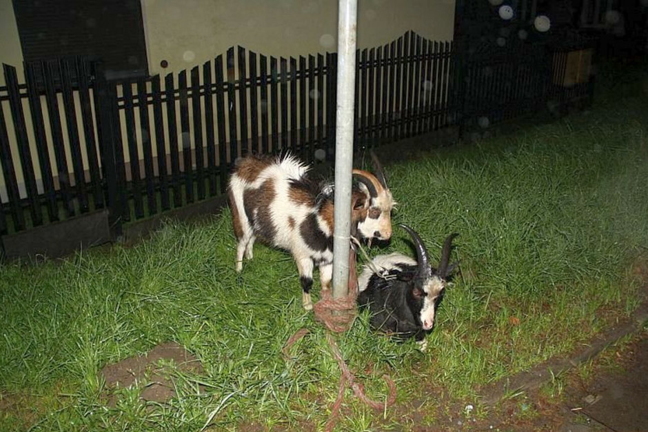 Sprawczyni kolizji wiozła w aucie dwie kozy, fot. Policja