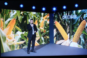 3 nowe odmiany kukurydzy marki Dekalb