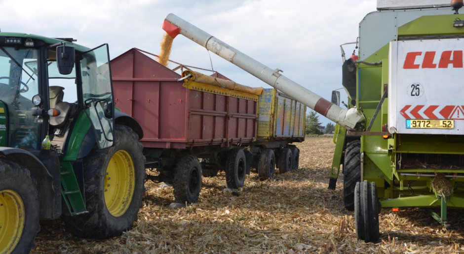 Plon i wilgotność 14 odmian kukurydzy w Skrzelewie