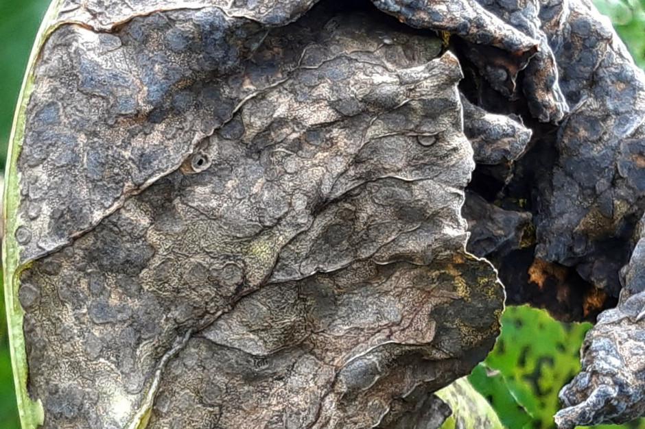 Silnie porażony liść  przez chwościka buraka Cercospora beticola; Fot. A. Kobus