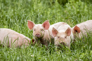Jaka będzie przyszłość dobrostanu świń?