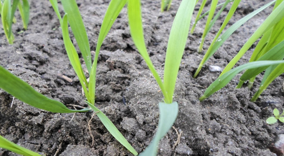 Odchwaszczanie zbóż ozimych od fazy trzech liści