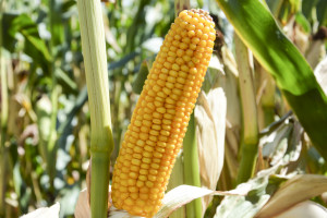 Eksperci o udanej kukurydzy w suchych warunkach