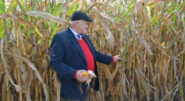 Czy rok 2020 będzie rokiem kukurydzy?