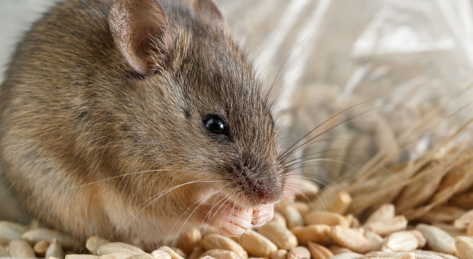 Szkodliwość gryzoni na fermach omawiana jest najczęściej w kontekście przenoszonych przez nie chorób, fot. Shutterstock Walka z odwiecznym wrogiem