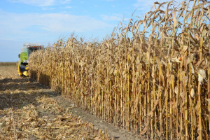 Wysoka wilgotność kukurydzy, cena suchej rośnie