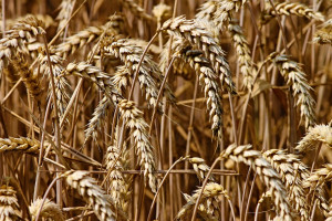 Wicedyrektor KOWR: wysokie zbiory zbóż dzięki sprzyjającej pogodzie