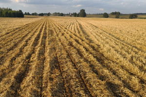 Powstaje nowy strip-till przeznaczony dla małych gospodarstw