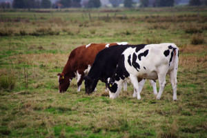 Odrobaczanie bydła – jak i dlaczego?