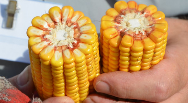 Które odmiany kukurydzy poradziły sobie najlepiej w tym sezonie?