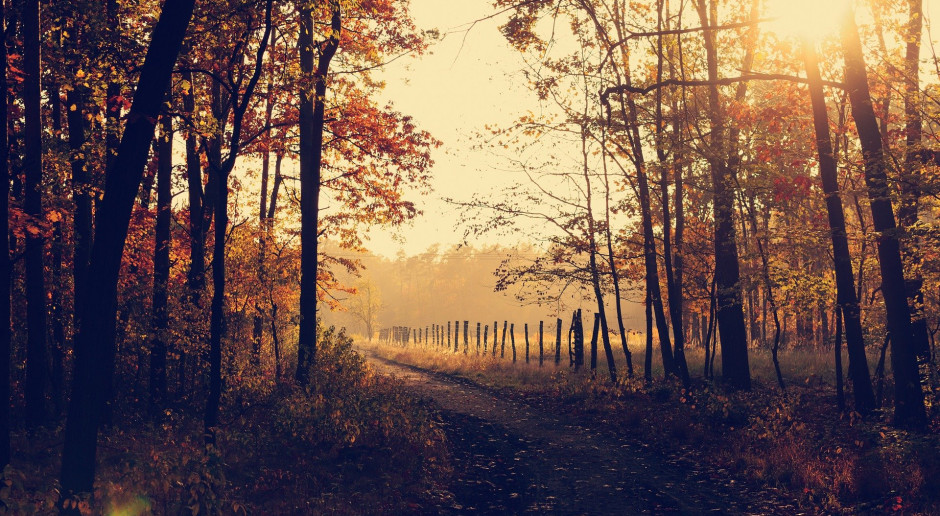 Fot.Pixabay.com Od nowego roku leśnictwo pod nadzorem resortu rolnictwa