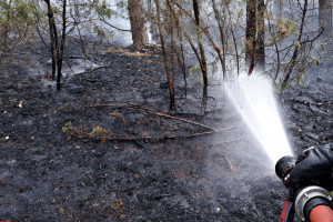 W tym roku w lasach wybuchło prawie 3 tys. mniej pożarów niż w 2019 r.