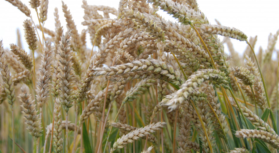 fot. farmer.pl Co rolnicy sądzą o kwalifikacie?