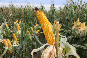 Wielkie gwoździe w kolbach kukurydzy