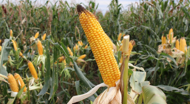 Wielkie gwoździe w kolbach kukurydzy