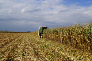 IZP: Wytwórnie pasz oferują 800-820 zł/t za kukurydzę
