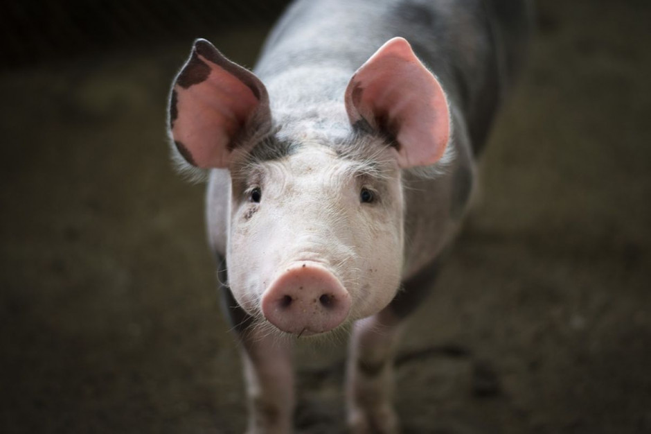 Nowy koronawirus atakuje już stada świń w Chinach, fot. pixabay