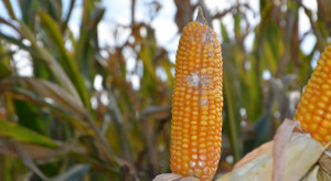 Za mokro na zbiór kukurydzy – problem z mikotoksynami?