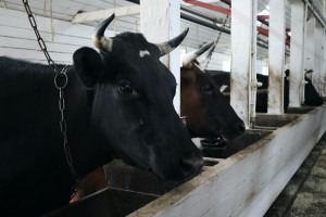 Rosja: Produkcja mięsa i mleka powinna nadal rosnąć