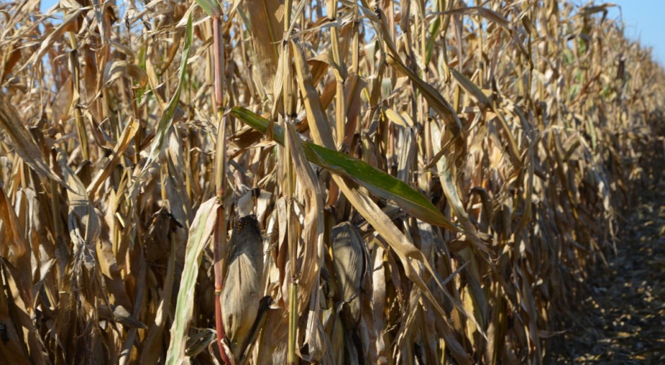 IZP: Kukurydza sucha po 670-760 zł/t, trudno liczyć na osłabienie cen