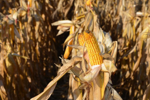 Żniwa kukurydziane ruszyły – jakie plony?
