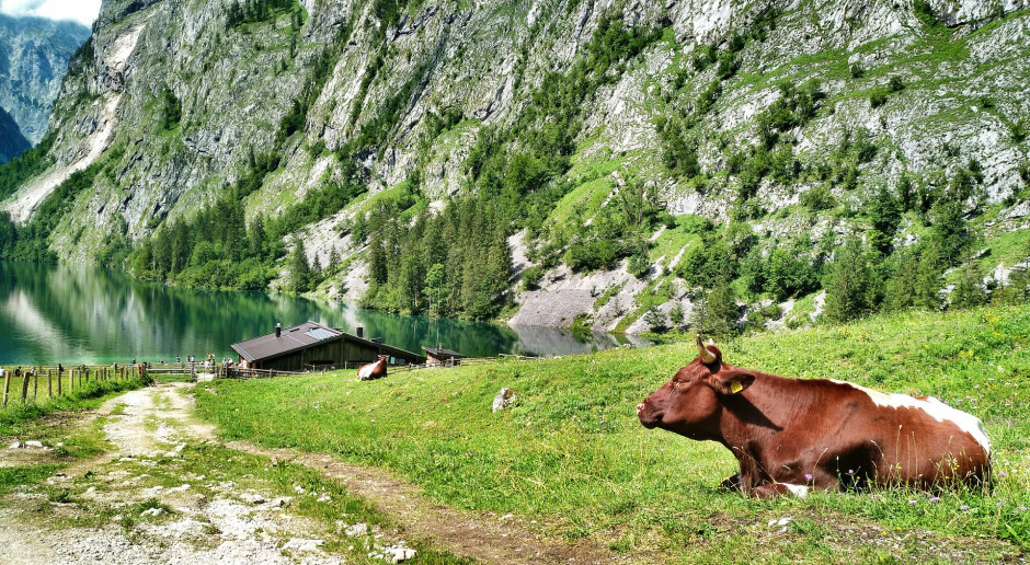 fot. Pixabay Niemcy: Bawarska krowa uciekinierka schroniła się na poligonie wojskowym