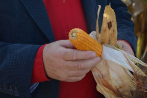 Jaki przebieg zbiorów kukurydzy – plon i wilgotność