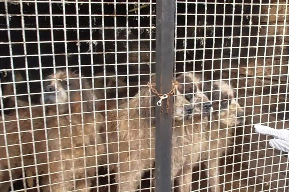 Właścicielom hodowli odebrano prawie 70 psów, Foto: Policja