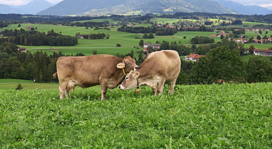 fot. LadyLioness z Pixabay Szef sejmowej komisji rolnictwa zwrócił się do rządu o opinię ws. poprawek Senatu do noweli o ochronie zwierząt
