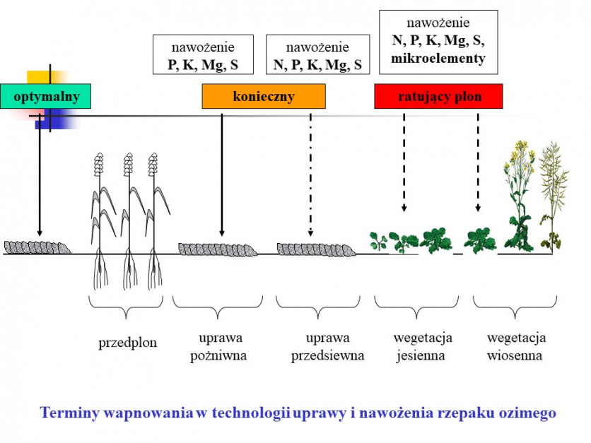 grafika: W. Szczepaniak