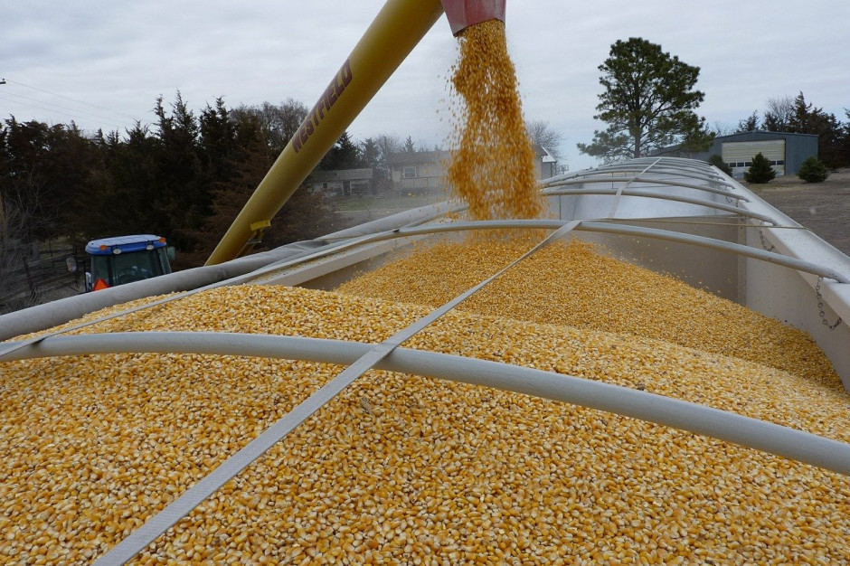 APK-Inform obniżył prognozę zbiorów kukurydzy na Ukrainie do 33,8 mln ton; Fot.pixabay.com