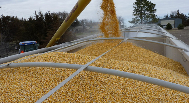 Obniżka prognozy produkcji ukraińskiej kukurydzy