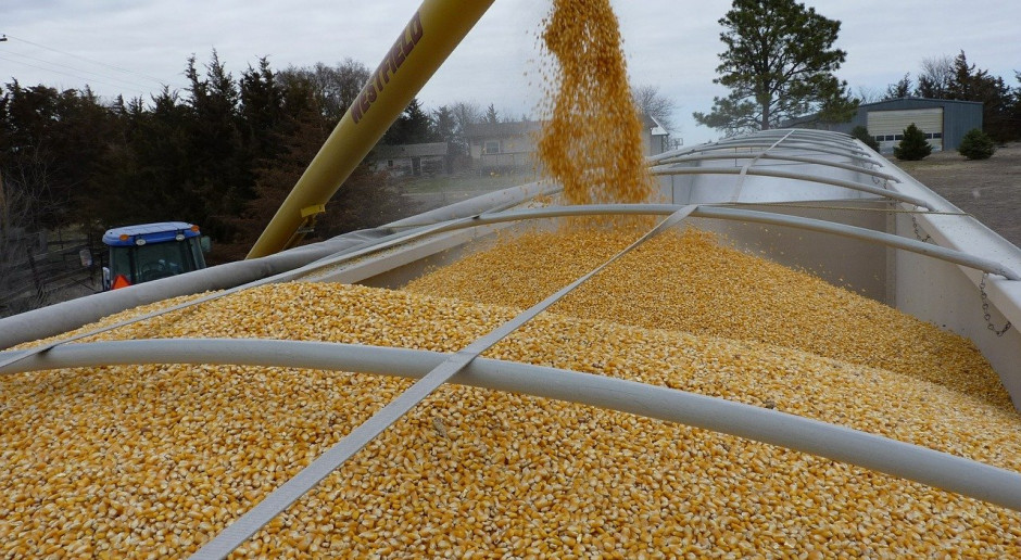 APK-Inform obniżył prognozę zbiorów kukurydzy na Ukrainie do 33,8 mln ton; Fot.pixabay.com Obniżka prognozy produkcji ukraińskiej kukurydzy