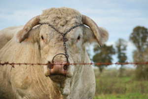 Sejm uchwalił ustawę dot. organizacji hodowli zwierząt
