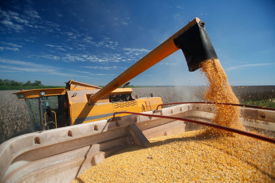 Zbiory kukurydzy ziarnowej, fot. Shutterstock