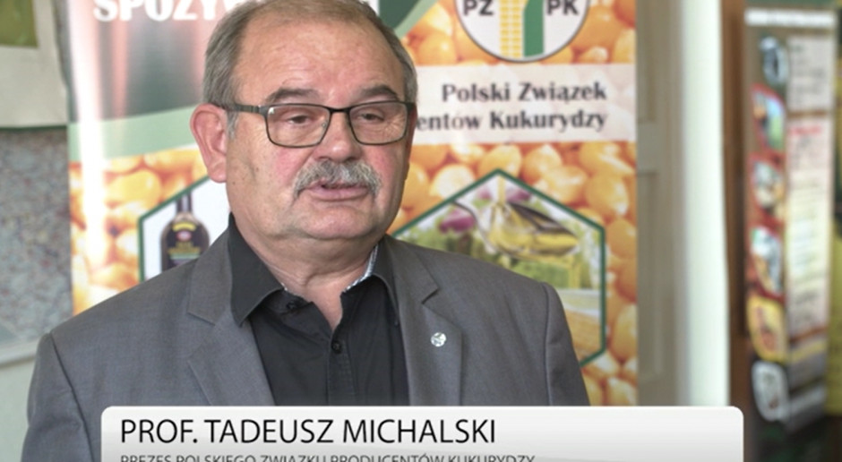 fot. newseria.pl Ceny kukurydzy wciąż niestabilne