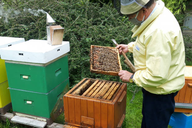 ARiMR oferuje nowe, istotne wsparcie dla pszczelarzy