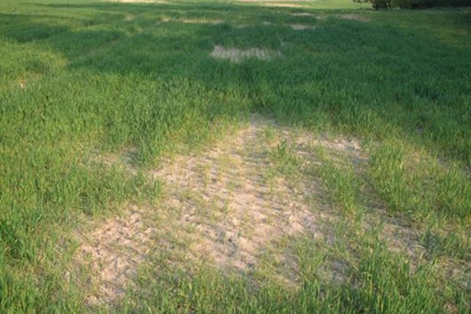 Wpływ pH gleby, toksycznego glinu na rozwój roślin pszenicy; Fot. W Szczepaniak