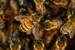 Ile waży rój, czyli ciekawostki o pszczołach