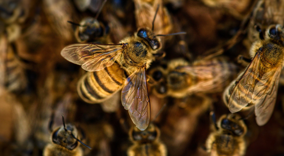 Pszczoły zasługują na szczególne traktowanie