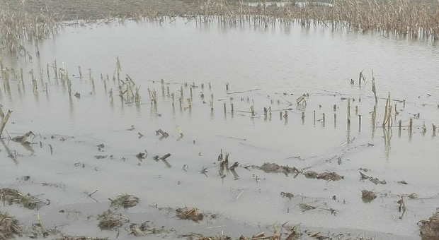Przez deszcze znowu brakuje kukurydzy - cena rośnie