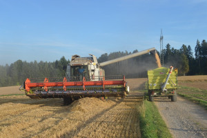 Zbiory zbóż na Ukrainie sięgają 55 mln ton