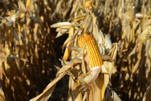 Plon kukurydzy uzależniony m.in. od typu gleb
