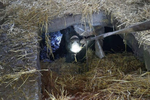 Krowa wpadła do kanału na gnojowicę