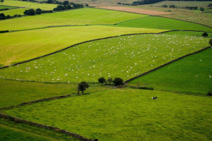 Polityka rolna: Brytyjczycy idą własną drogą