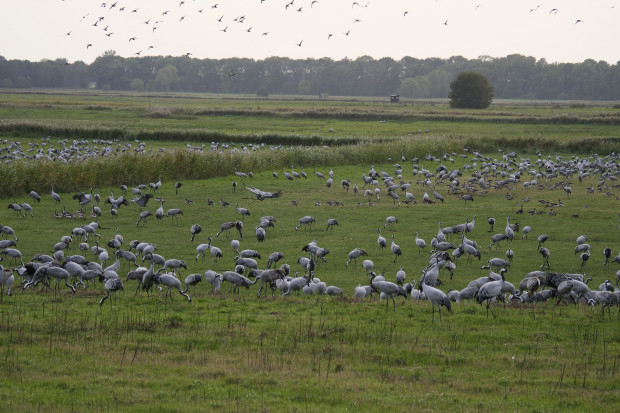 Dzikie ptactwo na polach: odszkodowań nie będzie, ale jest nadzieja
