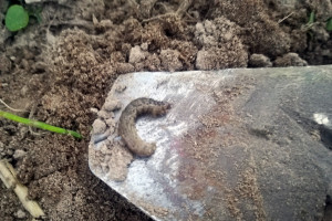 Będą problemy ze zwalczaniem niektórych gatunków szkodników