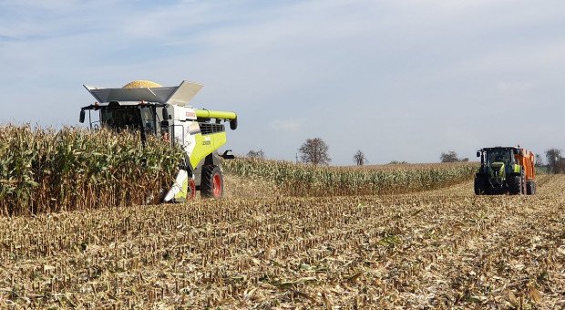Kukurydza z plonem ziarna ponad 17 ton z ha