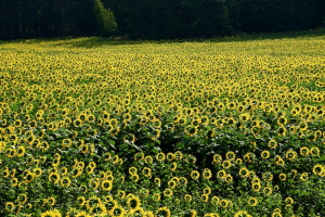 Ukraina wyeksportuje 200 tys. ton nasion słonecznika w 2020 roku